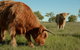 Mona Farm - thumb 2