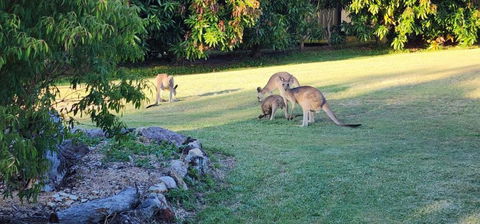 Roo Or 2 On Streeter - Accommodation in Surfers Paradise 3