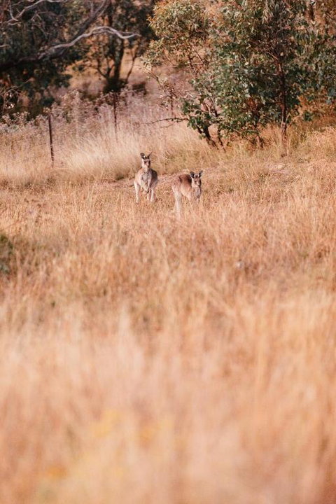 Rose Quartz - 1 Bed With Mountain Views - Kundalini Lodge - Accommodation in Surfers Paradise 2