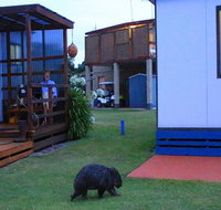 BIG4 Kelso Sands Holiday  Native Wildlife Park - Accommodation in Surfers Paradise