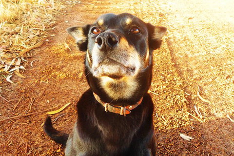 Perth Kids Explorer (Private) Day Tour - Accommodation in Surfers Paradise 0