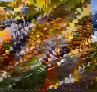 Full Day Tamar Valley Wine Tour - Accommodation in Surfers Paradise