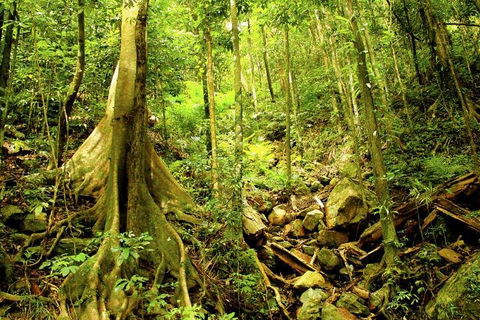 Cairns 4WD Waterfall And Rainforest Tour Including Kuranda Scenic Railway - Accommodation in Surfers Paradise 1