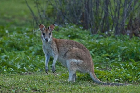 Cairns 4WD Waterfall And Rainforest Tour Including Kuranda Scenic Railway - Accommodation in Surfers Paradise 2