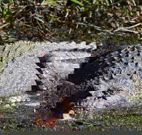 Full Day Tour in the Daintree - Accommodation in Surfers Paradise