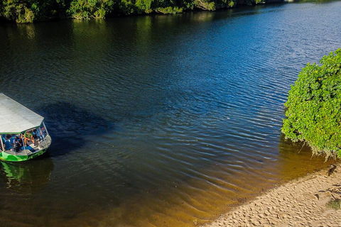 Afternoon Half-Day Daintree Rainforest And River Tour - Accommodation in Surfers Paradise 3