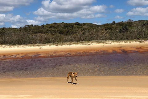 Pippies 3 Days 2 Nights Fraser Island Tour - Accommodation in Surfers Paradise 2