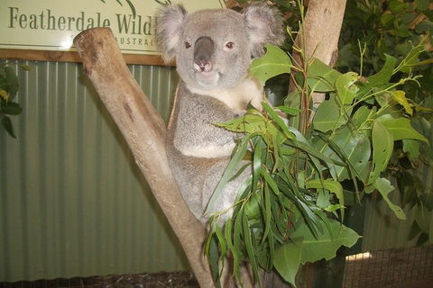 Full-Day Private Blue Mountains Tour With River Cruise - Accommodation in Surfers Paradise 2