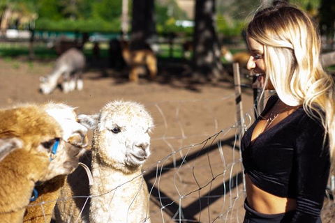 O'Reilly's & Lamington National Park Incl. Alpaca Farm + Vineyard - Accommodation in Surfers Paradise 3