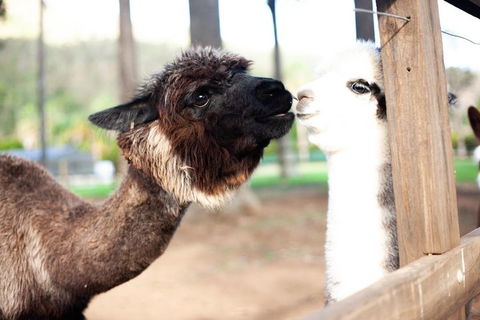 O'Reilly's & Lamington National Park Incl. Alpaca Farm + Vineyard - Accommodation in Surfers Paradise 4