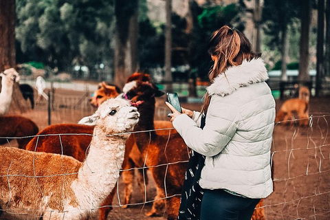 O'Reilly's & Lamington National Park Incl. Alpaca Farm + Vineyard - Accommodation in Surfers Paradise 5