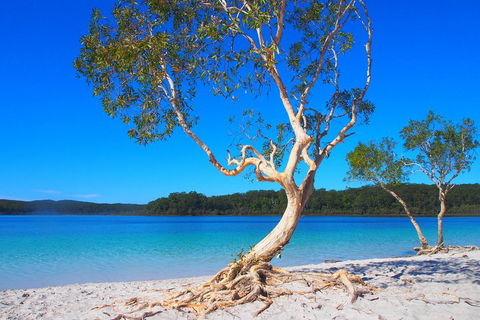 Fraser Island 4WD Tour From Rainbow Beach - Accommodation in Surfers Paradise 5