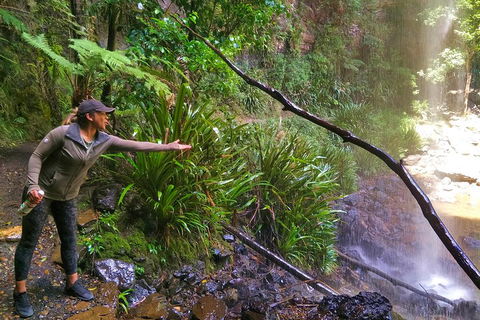 Rainforest & Waterfalls Extravaganza - Accommodation in Surfers Paradise 4