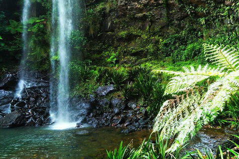 Private Tour - Rainforest & Waterfalls Extravaganza - Accommodation in Surfers Paradise 1