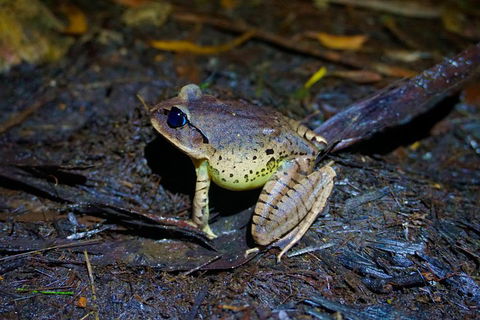 Glow Worms Private Tour - Nocturnal Rainforest Walk - Accommodation in Surfers Paradise 0