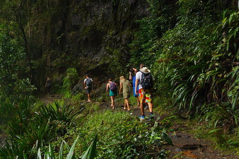 Glow Worms Private Tour - Nocturnal Rainforest Walk - Accommodation in Surfers Paradise 1