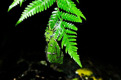 Glow Worms Private Tour - Nocturnal Rainforest Walk - Accommodation in Surfers Paradise 2