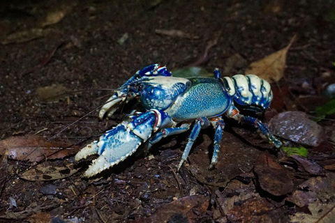 Glow Worms Private Tour - Nocturnal Rainforest Walk - Accommodation in Surfers Paradise 4