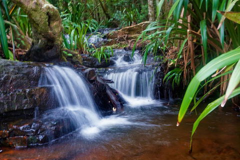 Glow Worms Private Tour - Nocturnal Rainforest Walk - Accommodation in Surfers Paradise 5