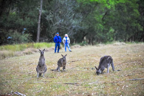 Blue Mountains Private Tour From Sydney - Accommodation in Surfers Paradise 2