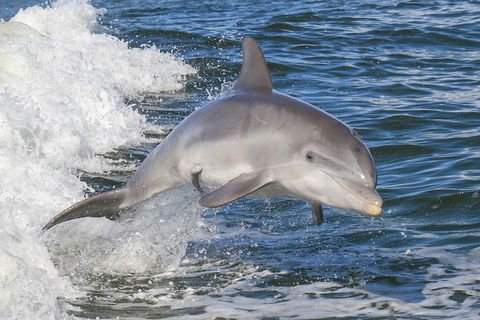 Noosa Oceanrider Scenic Dolphin Safari - Accommodation in Surfers Paradise 0