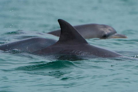 Noosa Oceanrider Scenic Dolphin Safari - Accommodation in Surfers Paradise 1