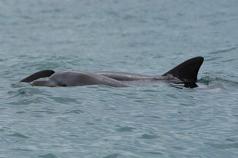 Noosa Oceanrider Scenic Dolphin Safari - Accommodation in Surfers Paradise 3
