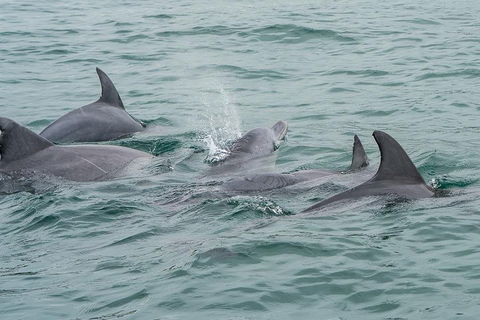 Noosa Oceanrider Scenic Dolphin Safari - Accommodation in Surfers Paradise 5