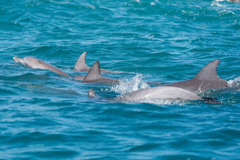 2-Hour Guided Whale Watching Tour At Noosa - Accommodation in Surfers Paradise 2