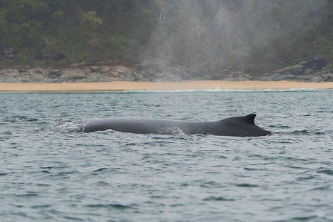 2-Hour Guided Whale Watching Tour At Noosa - Accommodation in Surfers Paradise 5