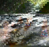 Daintree Rainforest Cape Tribulation Mossman Gorge Small-Group Day Tour - Accommodation in Surfers Paradise