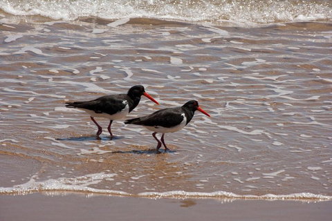 1770 Coastline Tour By LARC Amphibious Vehicle Including Picnic Lunch - Accommodation in Surfers Paradise 2