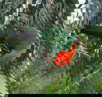 3-Day Private Adelaide to Melbourne tour - Accommodation in Surfers Paradise