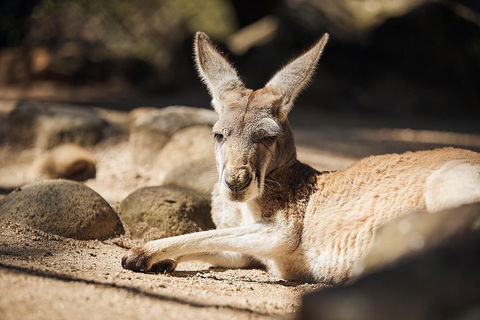 Sydney Taronga Zoo's Australian Animals Tour - Accommodation in Surfers Paradise 2