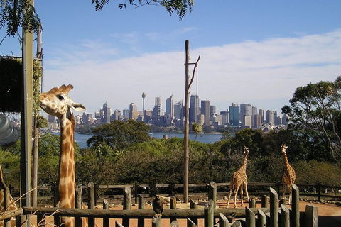 Sydney Taronga Zoo's Australian Animals Tour - Accommodation in Surfers Paradise 4