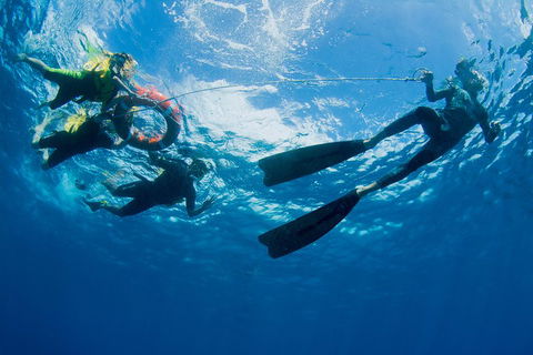 Passions Of Paradise Great Barrier Reef Snorkel And Dive Cruise From Cairns By Luxury Catamaran - Accommodation in Surfers Paradise 2
