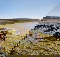 Kangaroo Island Personal Group Tours - Accommodation in Surfers Paradise