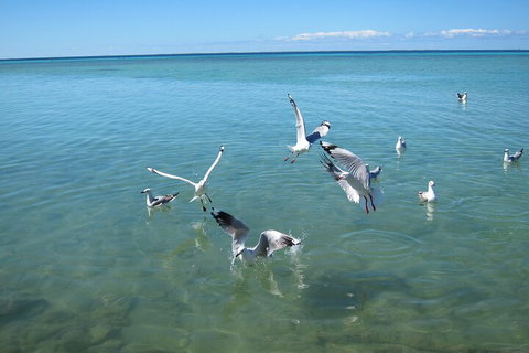 Pink Lake + Abrolhos Islands Nature Tour - Accommodation in Surfers Paradise 5