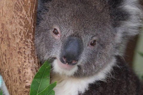 All Inclusive Blue Mountains Small-Group Day Trip From Sydney - Accommodation in Surfers Paradise 1