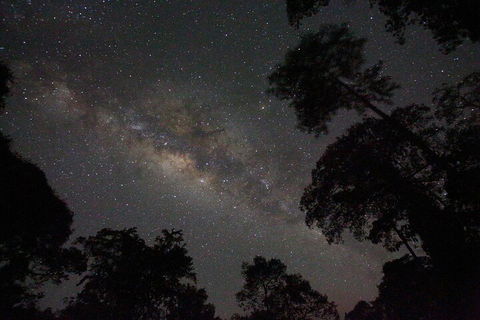 Evening Rainforest & Glow Worm Experience - Accommodation in Surfers Paradise 4