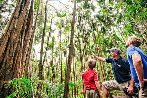 Natural Bridge & Springbrook Waterfalls Tour + Hot Air Balloon With Breakfast - Accommodation in Surfers Paradise 5