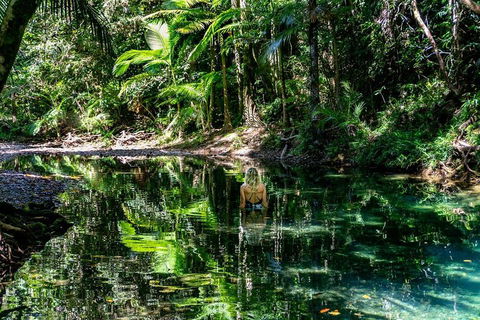 Daintree And Cape Tribulation Full Day Guided Tour - Accommodation in Surfers Paradise 1