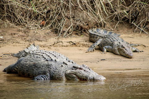 Daintree And Cape Tribulation Full Day Guided Tour - Accommodation in Surfers Paradise 3