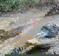 Top End Waterfalls and Wetlands - Accommodation in Surfers Paradise