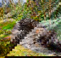 Cradle Mountain National Park Day Tour from Launceston - Accommodation in Surfers Paradise