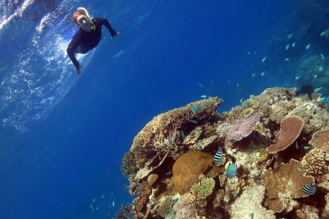 Silverswift Outer Great Barrier Reef Dive And Snorkel Cruise From Cairns - Accommodation in Surfers Paradise 3