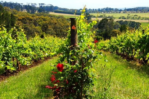 Mornington Peninsula Sightseeing Tour For 2-6 Guests. - Accommodation in Surfers Paradise 3