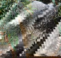 Private Blue Mountains and Wildlife Park Tour from Sydney with Barbecue Lunch - Accommodation in Surfers Paradise