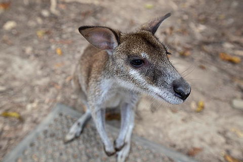 2 Day Daintree Rainforest, Cape Tribulation And Outback Chillagoe Tour - Accommodation in Surfers Paradise 4