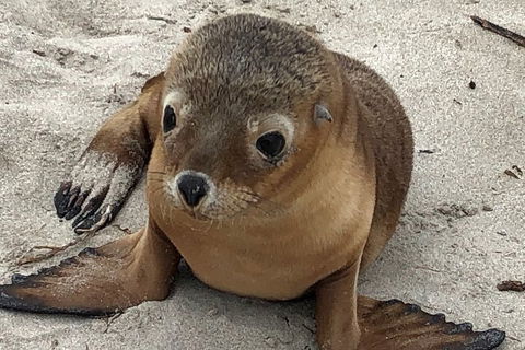 Kangaroo Island Scenic Trail Tour - Accommodation in Surfers Paradise 0